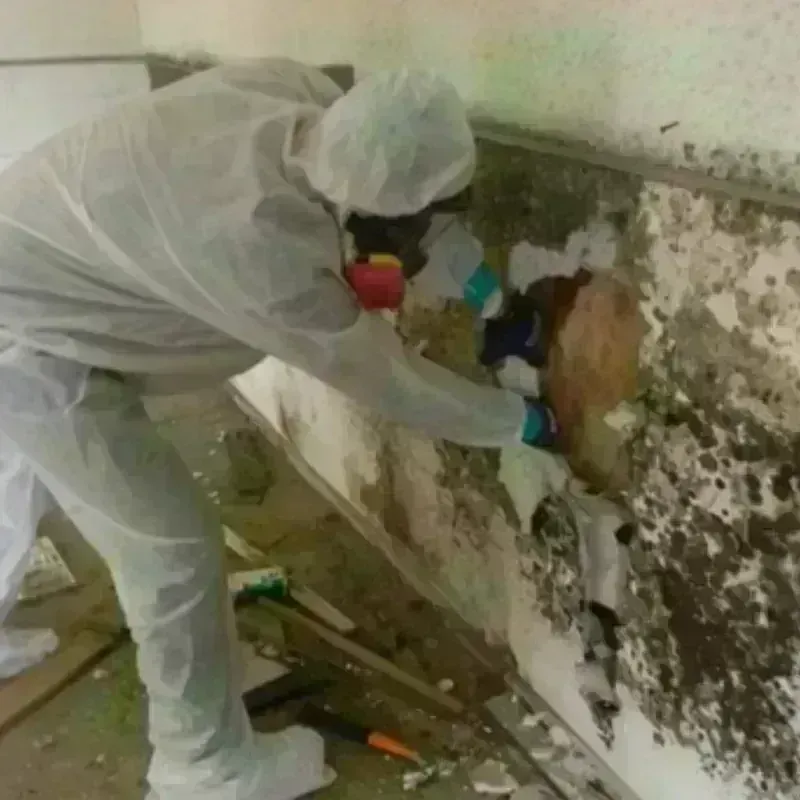 Mold Remediation and Removal in Mansfield, AR